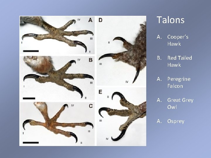 Talons A. Cooper’s Hawk B. Red Tailed Hawk A. Peregrine Falcon A. Great Grey