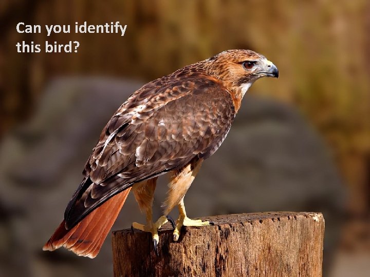 Can you identify this bird? 