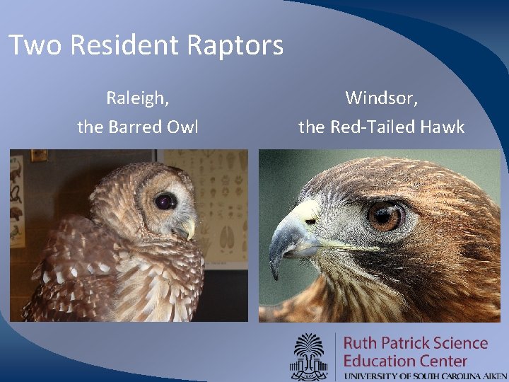 Two Resident Raptors Raleigh, the Barred Owl Windsor, the Red-Tailed Hawk 