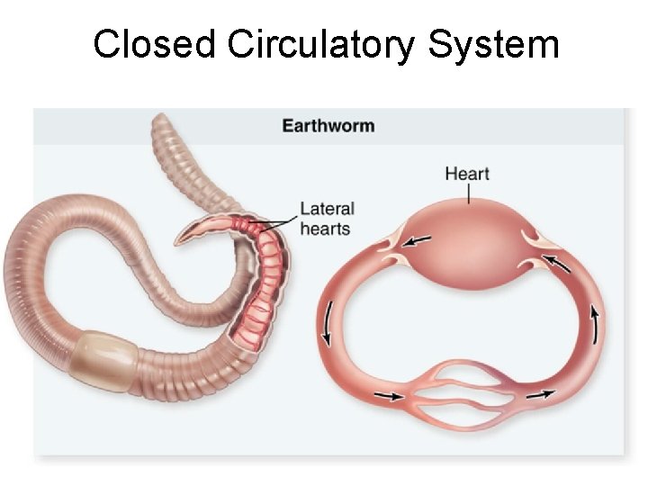 Closed Circulatory System 