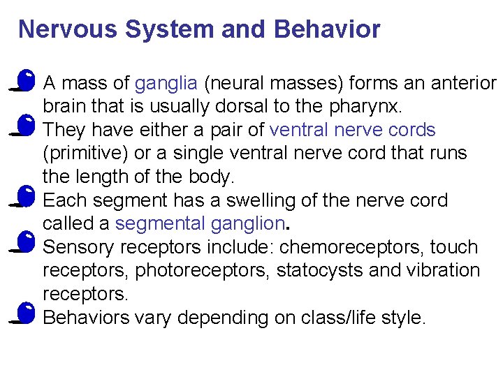 Nervous System and Behavior • A mass of ganglia (neural masses) forms an anterior