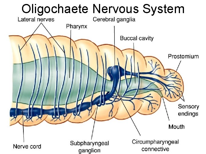 Oligochaete Nervous System 