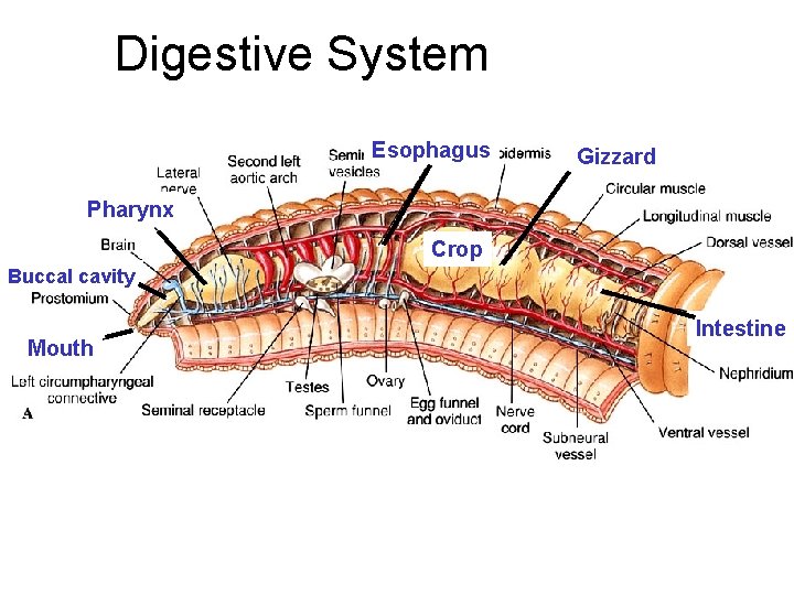 Digestive System Esophagus Gizzard Pharynx Crop Buccal cavity Mouth Intestine 