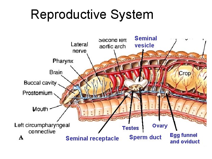 Reproductive System Seminal vesicle Testes Seminal receptacle Ovary Sperm duct Egg funnel and oviduct