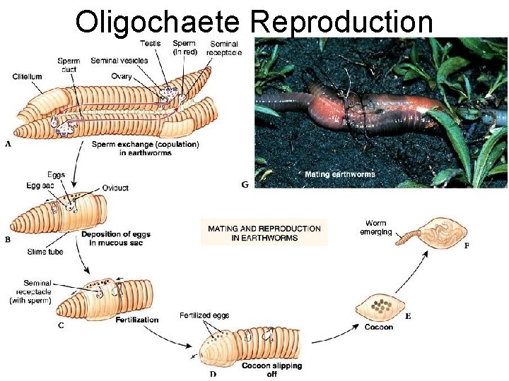 Oligochaete Reproduction 