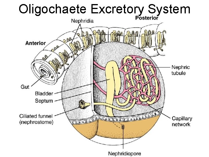 Oligochaete Excretory System 