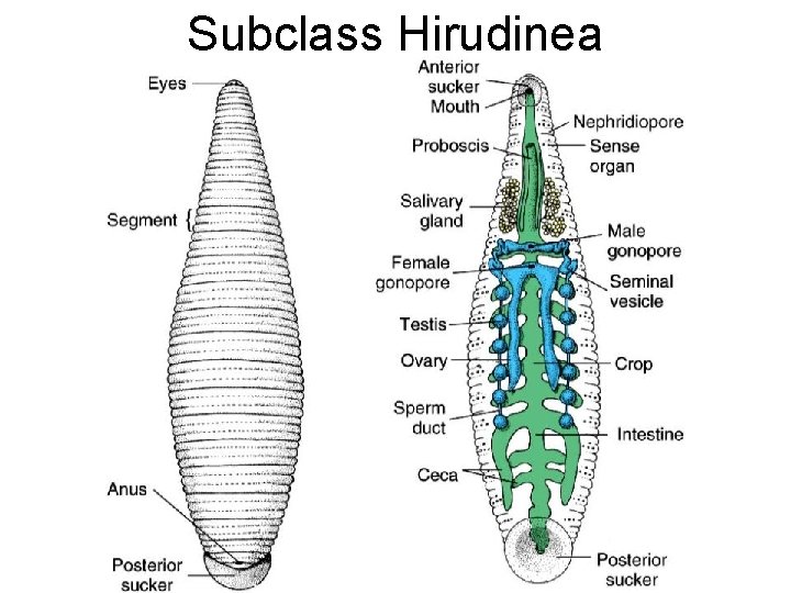 Subclass Hirudinea 