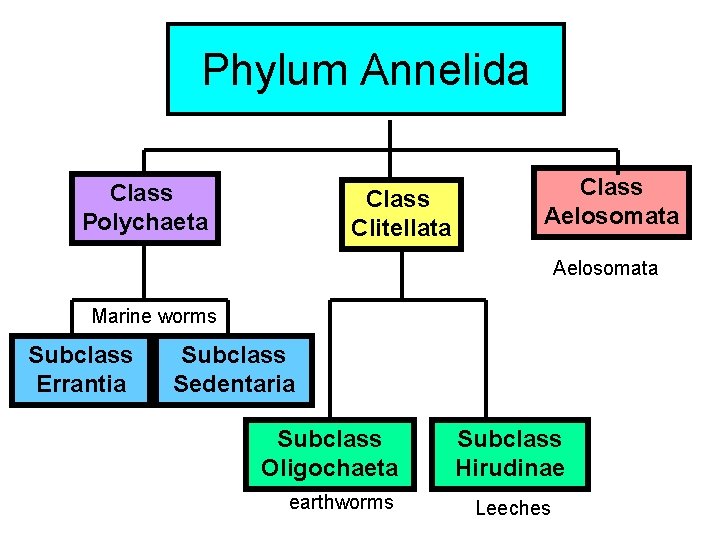 Phylum Annelida Class Polychaeta Class Clitellata Class Aelosomata Marine worms Subclass Errantia Subclass Sedentaria