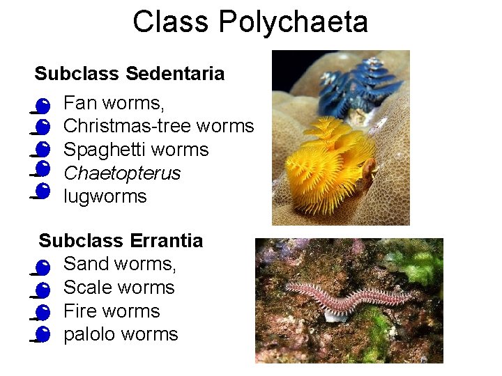 Class Polychaeta Subclass Sedentaria • • • Fan worms, Christmas-tree worms Spaghetti worms Chaetopterus