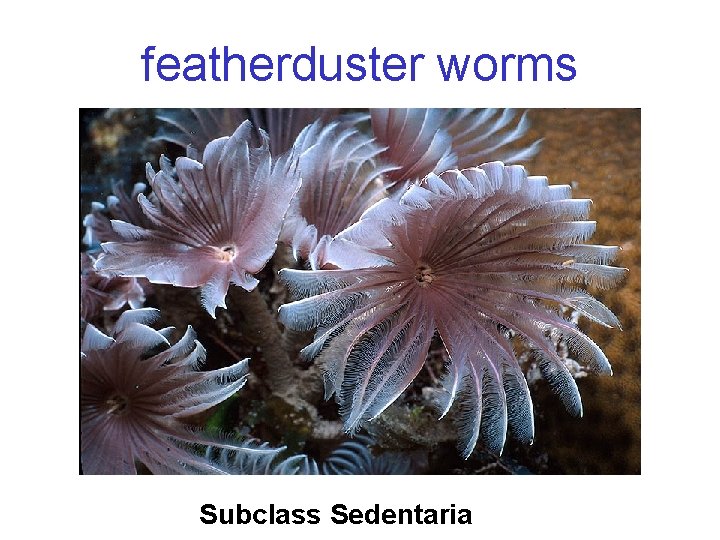 featherduster worms Subclass Sedentaria 