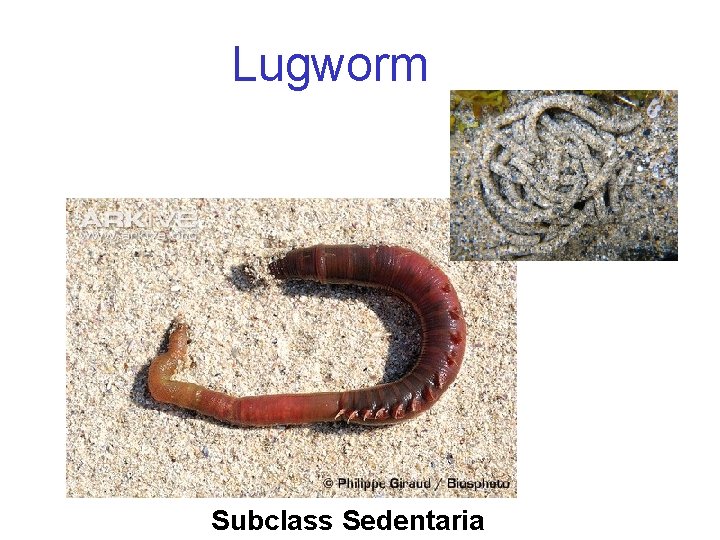 Lugworm Subclass Sedentaria 