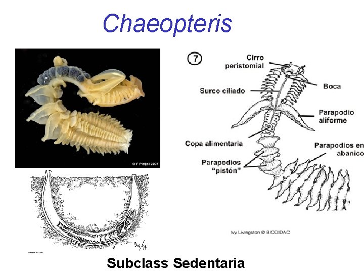 Chaeopteris Subclass Sedentaria 