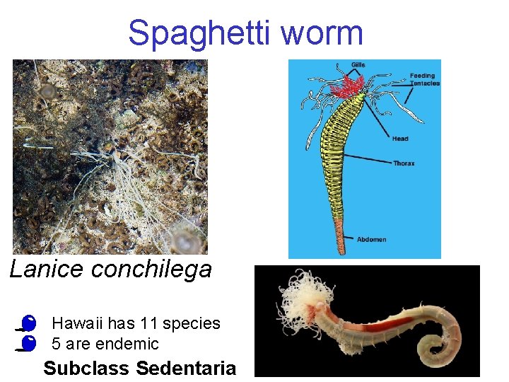 Spaghetti worm Lanice conchilega • • Hawaii has 11 species 5 are endemic Subclass