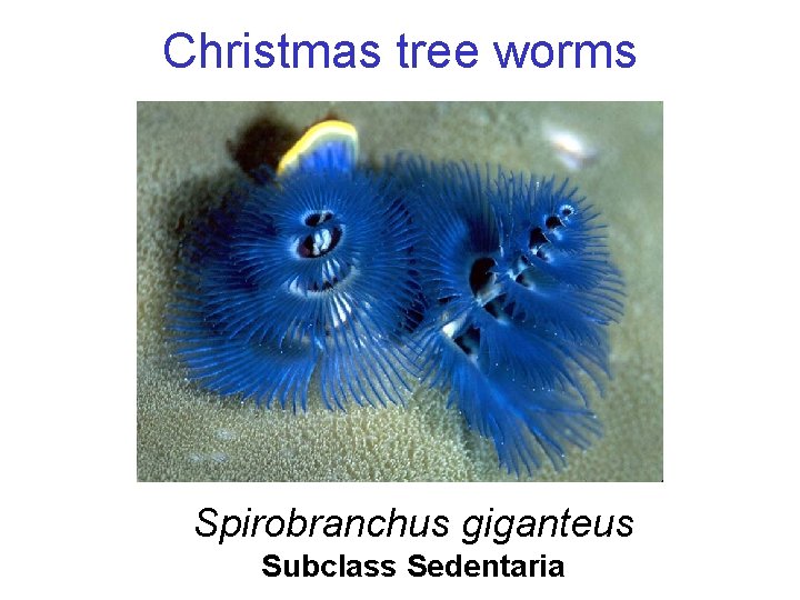 Christmas tree worms Spirobranchus giganteus Subclass Sedentaria 