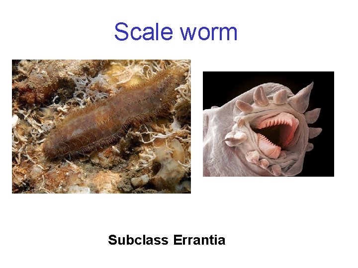 Scale worm 1. Subclass Errantia 