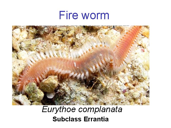 Fire worm 1. Eurythoe complanata Subclass Errantia 