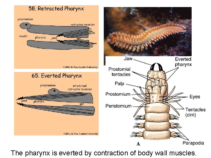 The pharynx is everted by contraction of body wall muscles. 