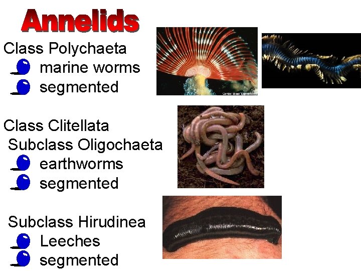 Class Polychaeta • marine worms • segmented Class Clitellata Subclass Oligochaeta • earthworms •