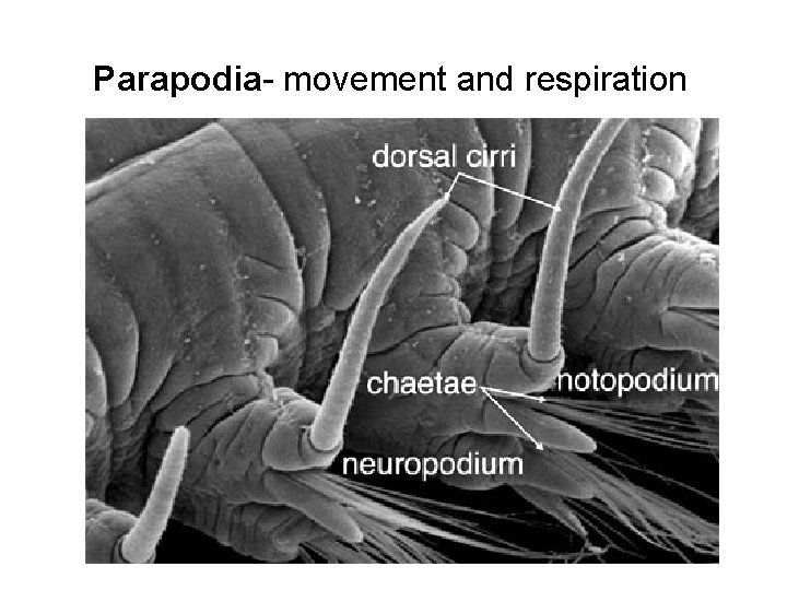 Parapodia- movement and respiration 