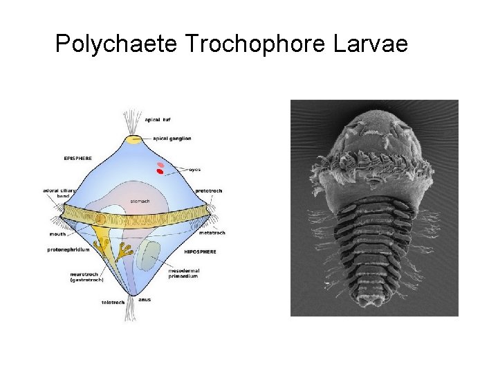 Polychaete Trochophore Larvae 