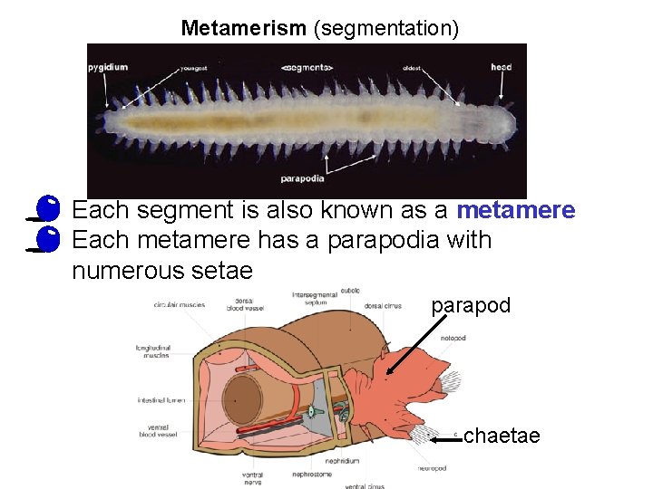 Metamerism (segmentation) • Each segment is also known as a metamere • Each metamere