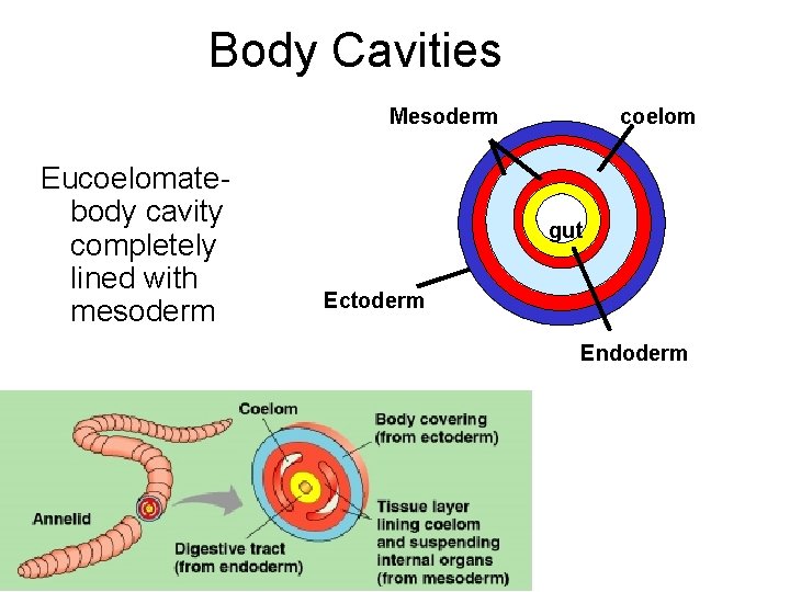 Body Cavities Mesoderm Eucoelomatebody cavity completely lined with mesoderm coelom gut Ectoderm Endoderm 