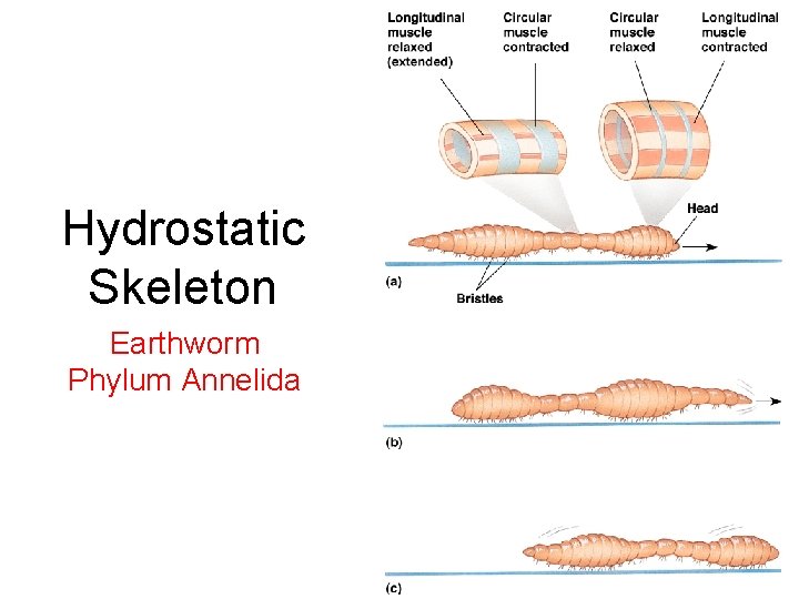 Hydrostatic Skeleton Earthworm Phylum Annelida 