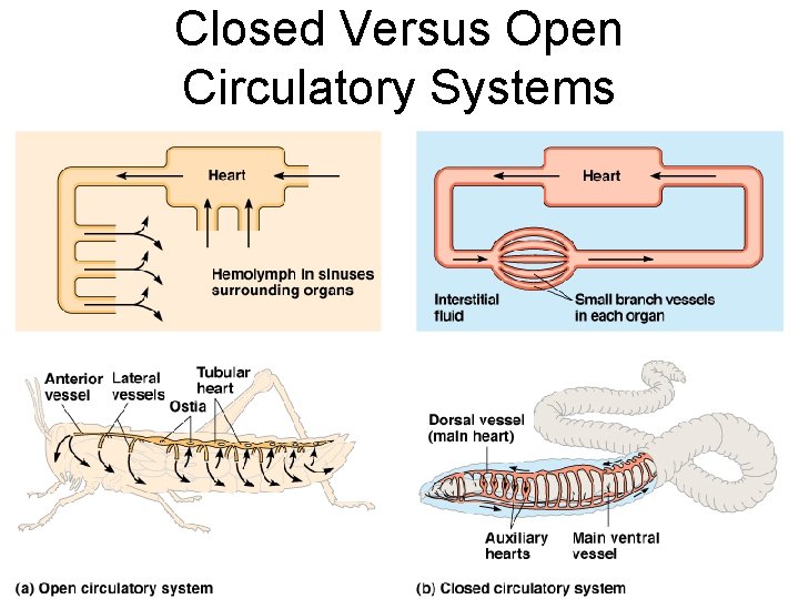 Closed Versus Open Circulatory Systems 