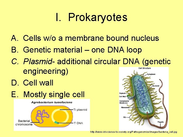 I. Prokaryotes A. Cells w/o a membrane bound nucleus B. Genetic material – one