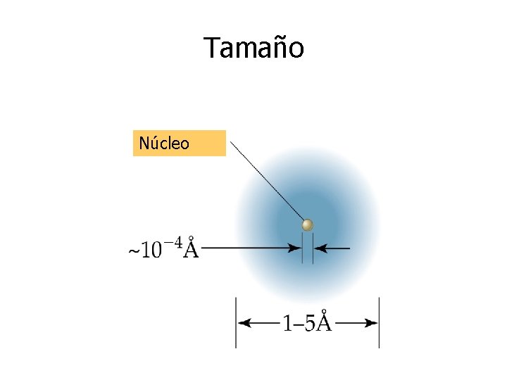 Tamaño Núcleo Tamaño Núcleo