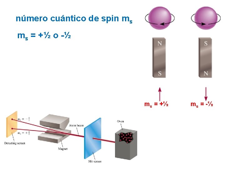 número cuántico de spin ms ms = +½ o -½ ms = +½ ms número cuántico de spin ms ms = +½ o -½ ms = +½ ms