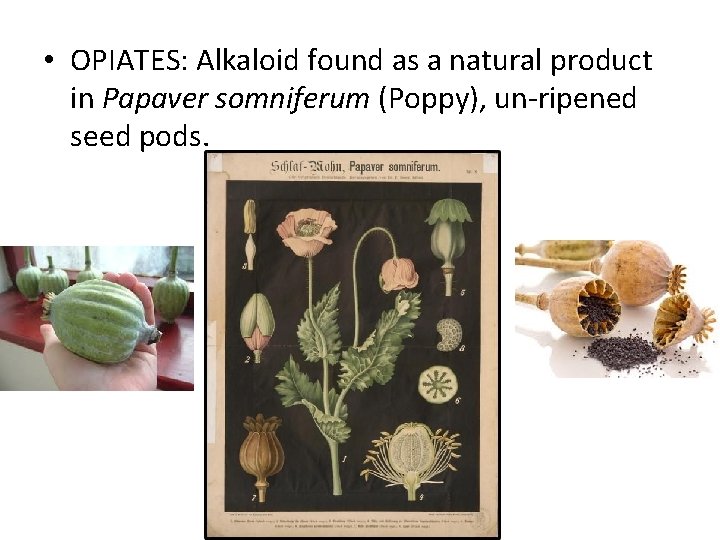  • OPIATES: Alkaloid found as a natural product in Papaver somniferum (Poppy), un-ripened