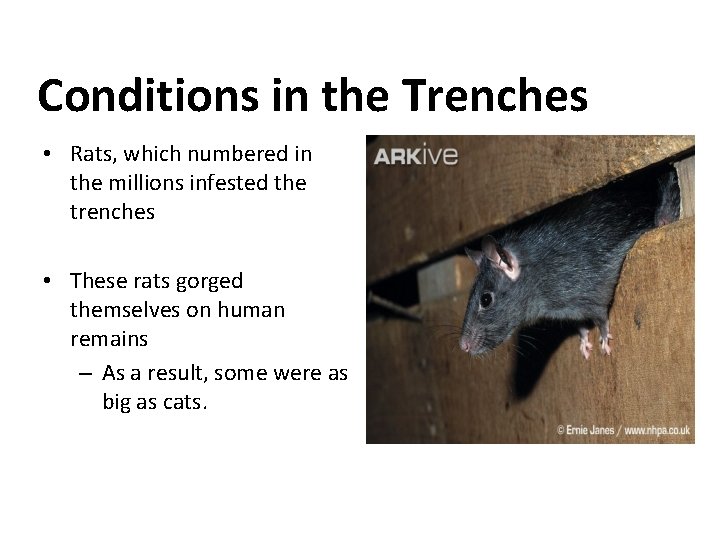 Conditions in the Trenches • Rats, which numbered in the millions infested the trenches