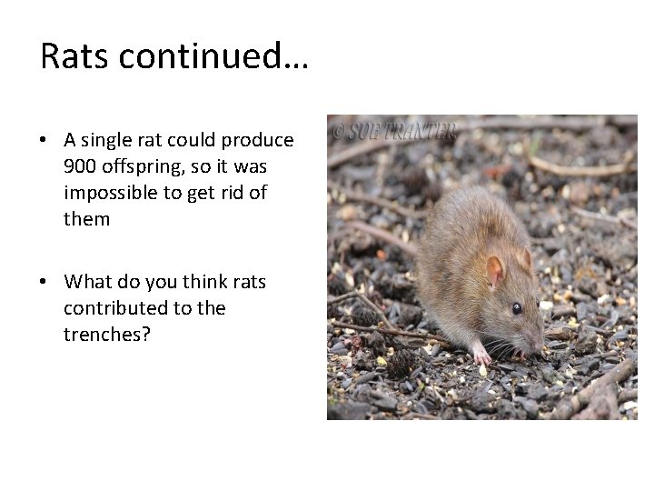 Rats continued… • A single rat could produce 900 offspring, so it was impossible