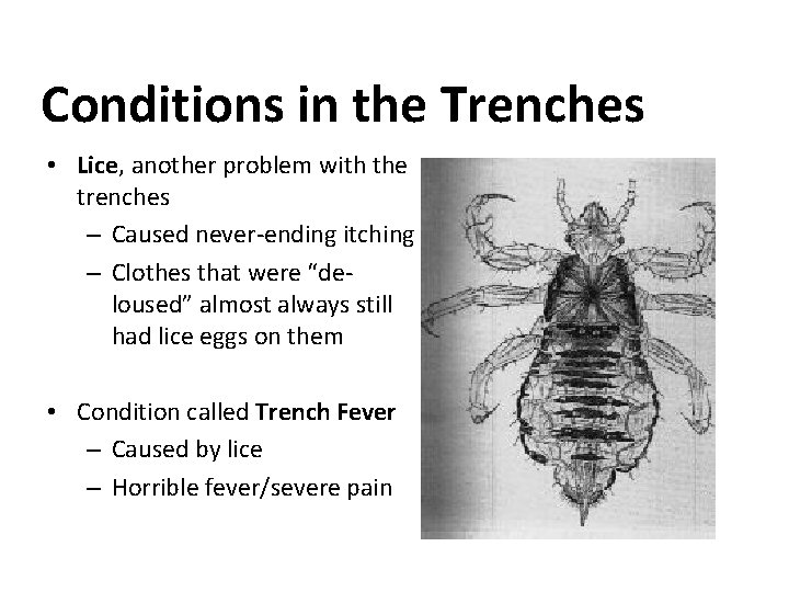 Conditions in the Trenches • Lice, another problem with the trenches – Caused never-ending