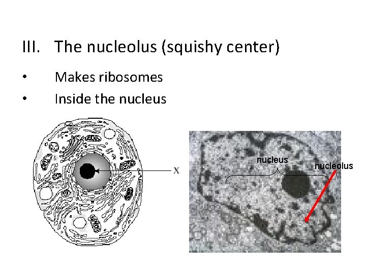 III. The nucleolus (squishy center) • • Makes ribosomes Inside the nucleus nucleolus 