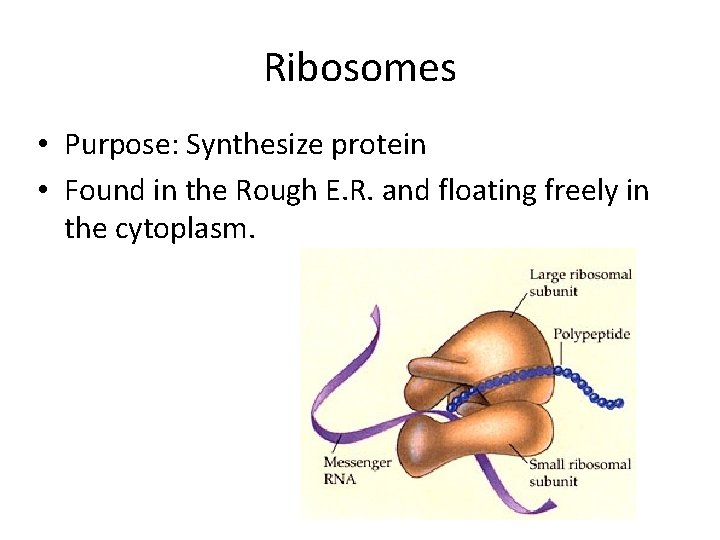 Ribosomes • Purpose: Synthesize protein • Found in the Rough E. R. and floating