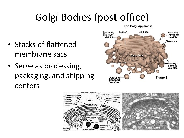 Golgi Bodies (post office) • Stacks of flattened membrane sacs • Serve as processing,