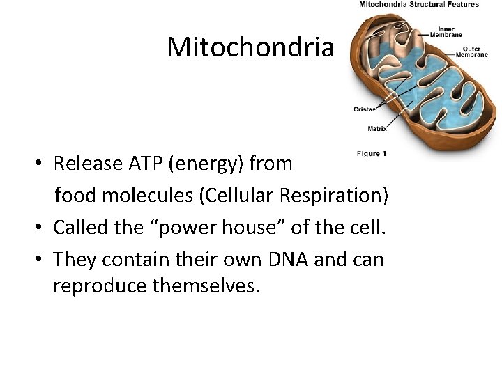 Mitochondria • Release ATP (energy) from food molecules (Cellular Respiration) • Called the “power