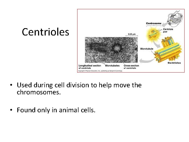 Centrioles • Used during cell division to help move the chromosomes. • Found only