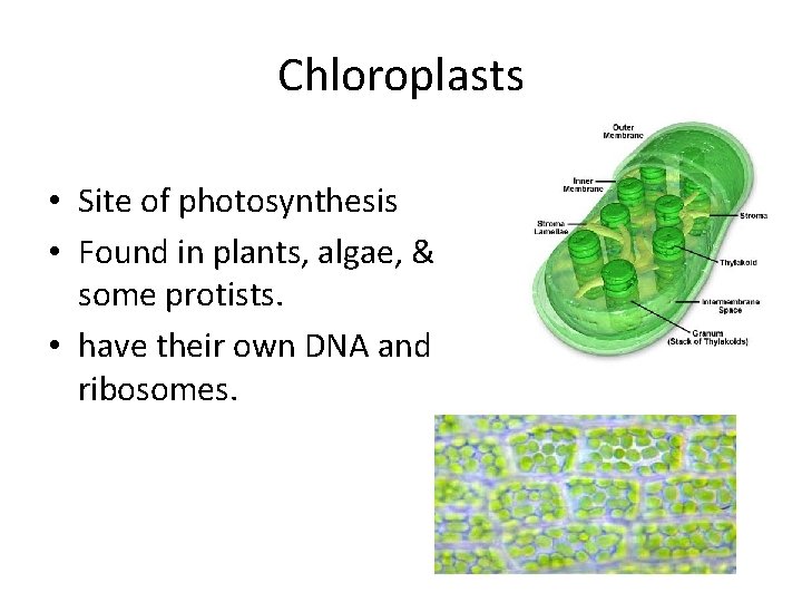 Chloroplasts • Site of photosynthesis • Found in plants, algae, & some protists. •