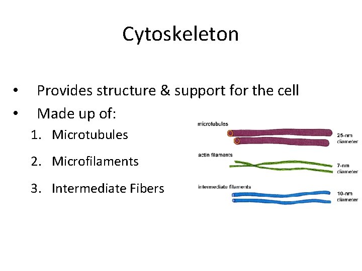 Cytoskeleton • • Provides structure & support for the cell Made up of: 1.