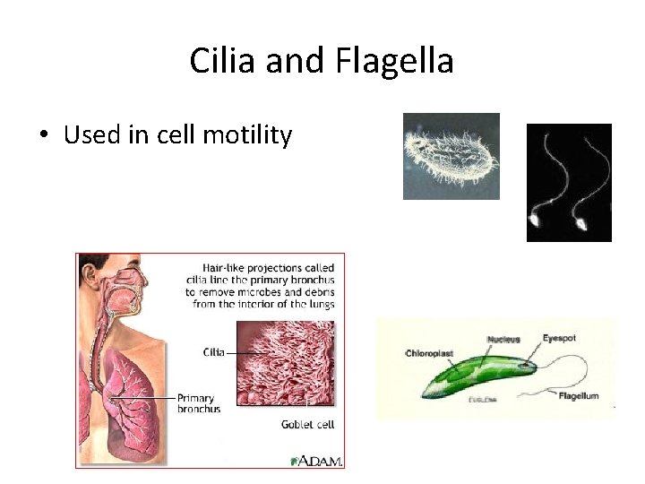 Cilia and Flagella • Used in cell motility 