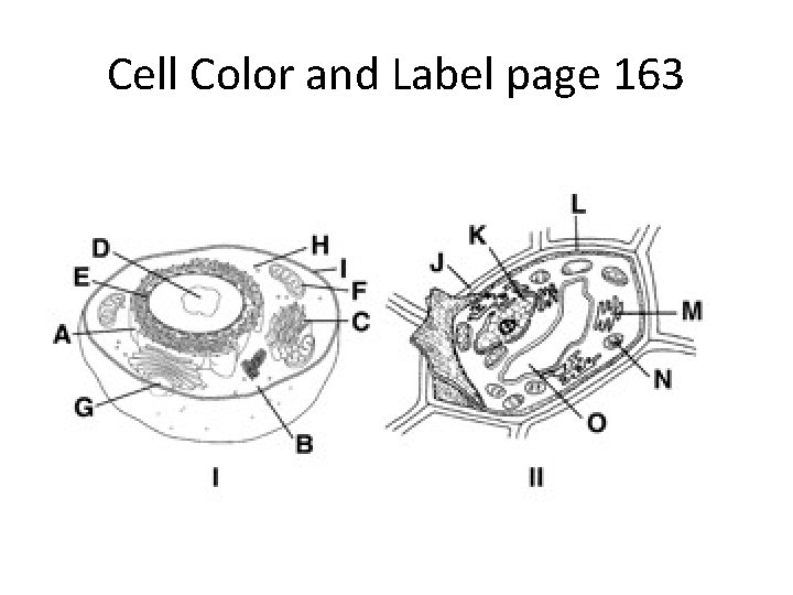 Cell Color and Label page 163 