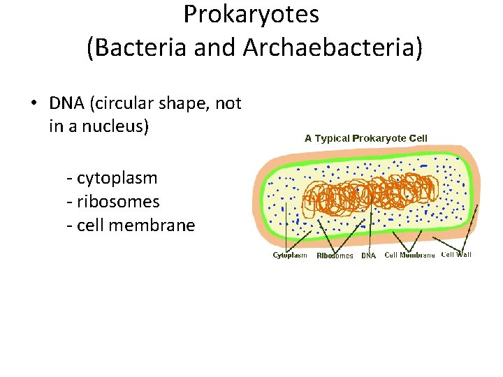 Prokaryotes (Bacteria and Archaebacteria) • DNA (circular shape, not in a nucleus) - cytoplasm