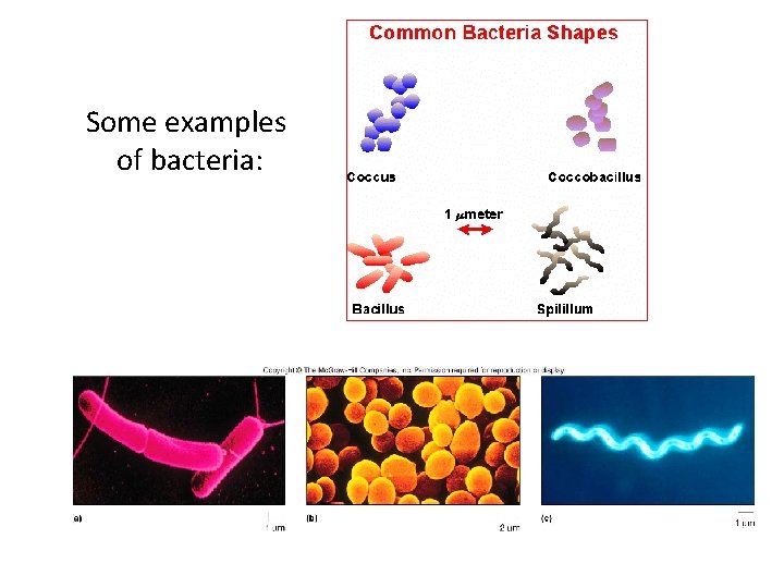 Some examples of bacteria: 
