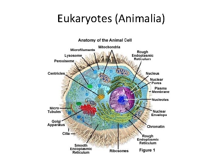 Eukaryotes (Animalia) 