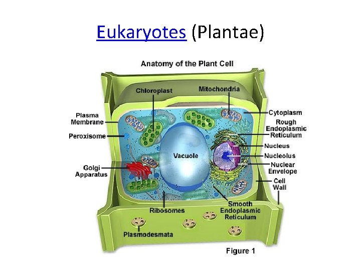 Eukaryotes (Plantae) 