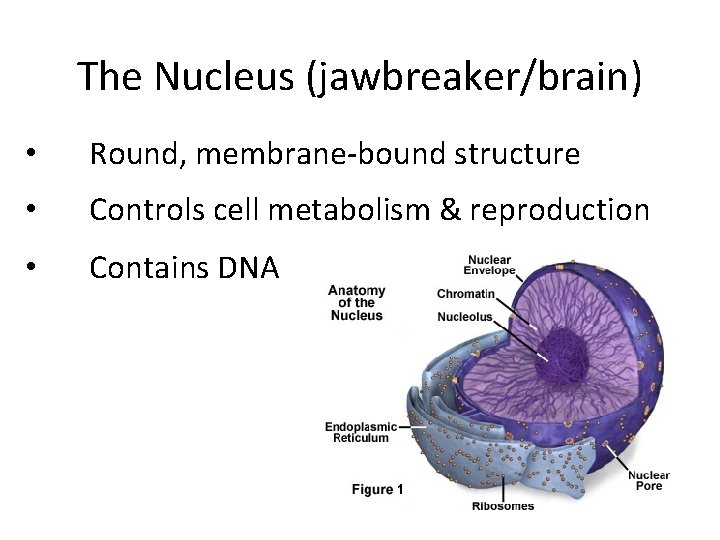 The Nucleus (jawbreaker/brain) • Round, membrane-bound structure • Controls cell metabolism & reproduction •