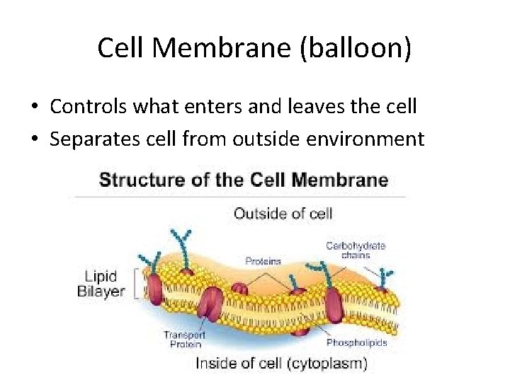 Cell Membrane (balloon) • Controls what enters and leaves the cell • Separates cell